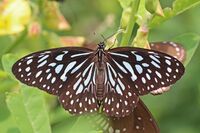 Dark blue tiger (Tirumala septentrionis dravidarum).jpg