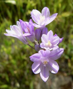 Dichelostemma capitatum 1.jpg