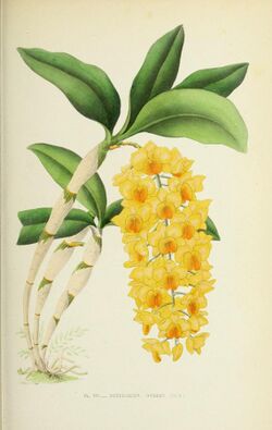 E Du Puydt Les Orchidees Sketch Orchid 1880 (35).jpg