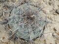 Echinocactus horizonthalonius (5669467725).jpg