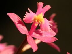 Epidendrum secundum.jpg