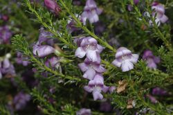 Eremophila sargentii.jpg