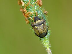 Eysarcoris aeneus LT.jpg