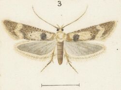Fig 3 MA I437627 TePapa Plate-XXVIII-The-butterflies full (cropped).jpg