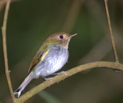 Flickr - Dario Sanches - PAPA-MOSCAS-ESTRELA (Hemitriccus furcatus).jpg