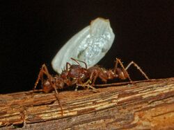 Formicidae - Atta mexicana-3.JPG