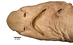 Galeus friedrichi (10.5281-zenodo.7320085) Figure 4.jpg