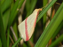 Geometridae - Rhodometra sacraria.JPG