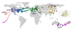 Global Invasion History of Pieris rapae.png