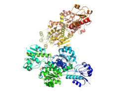 Glyoxylate Reductase Hydroxypyruvate Reductase.png