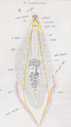 Goto 1894 - Studies on the Ectoparasitic Trematodes of Japan - Plate 2 Microcotyle fusiformis.png