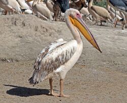Great white pelican (Pelecanus onocrotalus).jpg