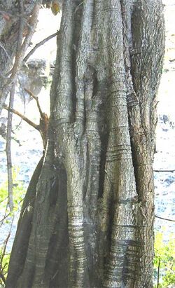 Haematoxylum brasiletto-trunk.jpg