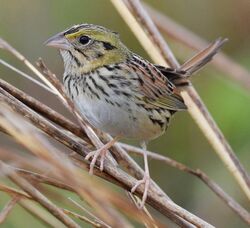 Henslow's Sparrow (WORKS) (32593335156) (cropped).jpg