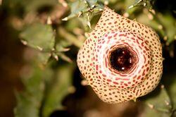 Huernia guttata ericbrian.jpg