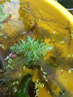 Hygrophila difformis also known as water wisteria Submerged and Emmersed growth 2.jpg