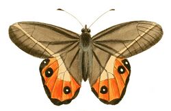 Illustrations of Exotic Entomology Hipparchia Nereis.jpg