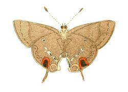 Illustrations of Exotic Entomology Thecla Pan.jpg