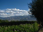 India - Ladakh - Leh - 053 - flower fields outside my guesthouse (3844435507).jpg