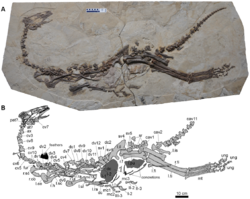 Jianchangosaurus yixianensis.png