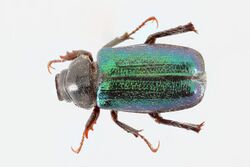 Junebug (top) - Dichelonyx sp. (48756613076).jpg