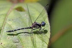 Junglewatcher (Neodythemis pauliani).jpg