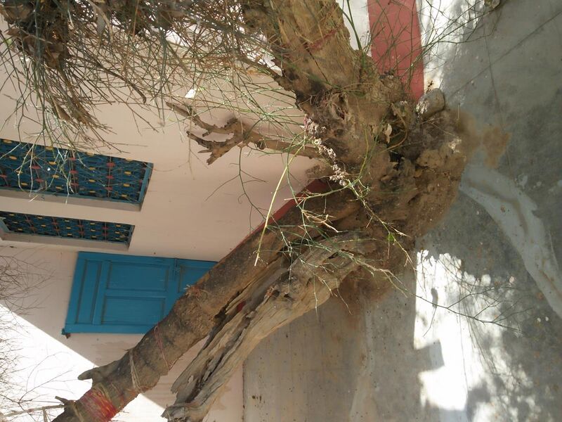 File:Kera Tree in Suswani Mata Temple Morkhana 1.jpg