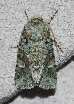 Lacinipolia laudabilis – Laudable Arches Moth (14447144975).jpg