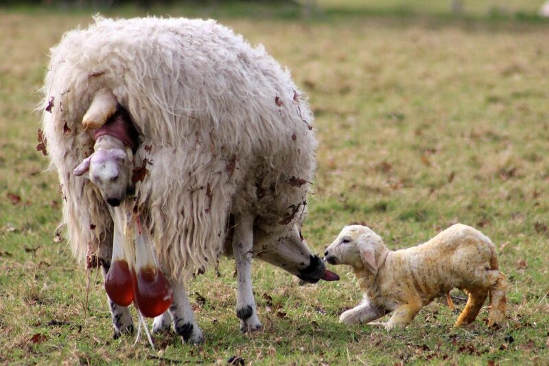 File:Lambing in England -10March2012 (2).jpg