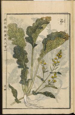 Leiden University Library - Seikei Zusetsu vol. 21, page 014 - 菘 - Brassica rapa L., 1804.jpg