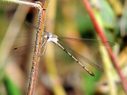 Lestes ochraceus imported from iNaturalist photo 8611368 on 22 June 2020.jpg