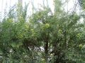 Leucadendron xanthoconus RBGK.JPG