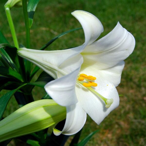 File:Lilium longiflorum (Easter Lily).JPG
