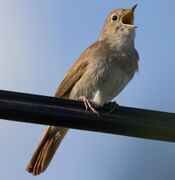 Common nightingale on a branch