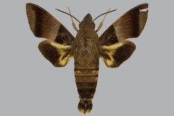 Macroglossum meeki BMNHE813827 male up.jpg