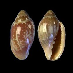 Marginella aurantia 001.jpg