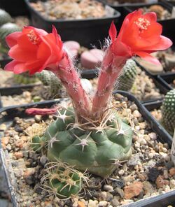 Matucana paucicostata 02.jpg