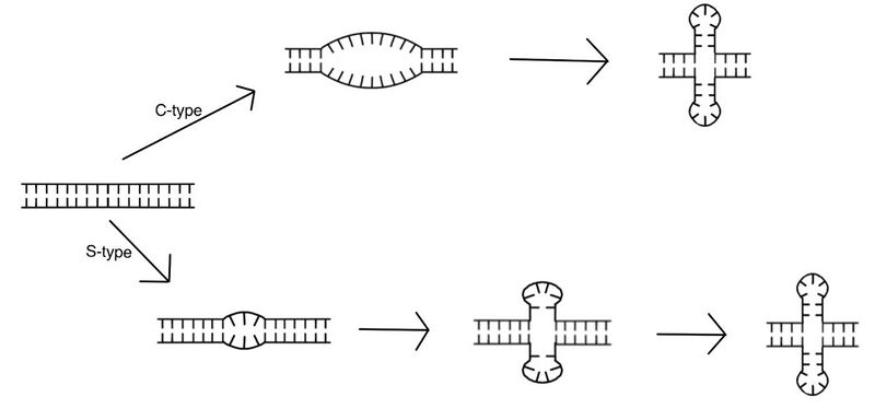 File:Mechanism of Cruciform Formation.jpg