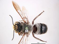 Megachile aethiops f.jpg