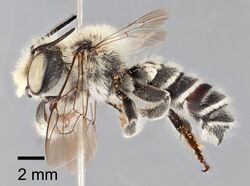 Megachile chomskyi holotype - ZooKeys-283-043-g004.jpeg