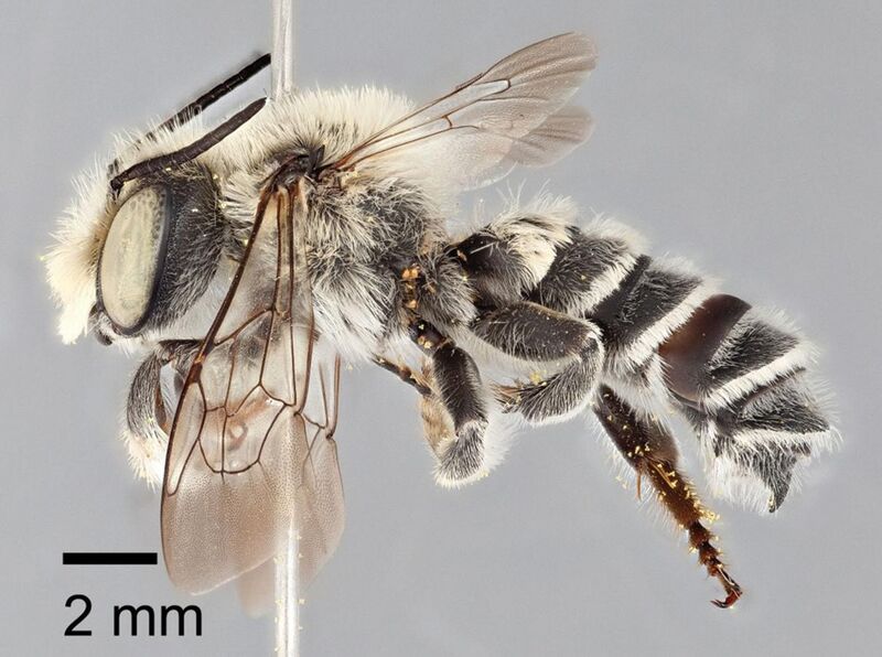 File:Megachile chomskyi holotype - ZooKeys-283-043-g004.jpeg