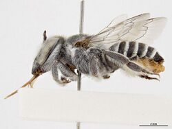 Megachile serricauda f.jpg