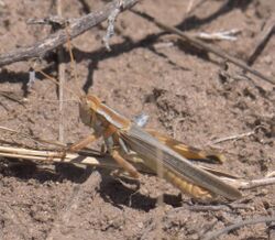 Melanoplus flavidus P1300034a.jpg