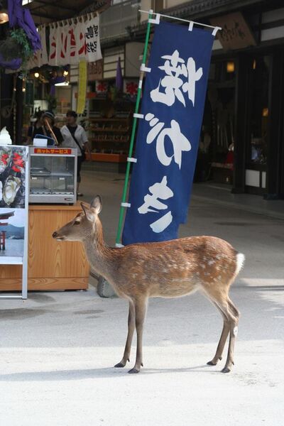 File:Miyajima Deer Sep08.jpg
