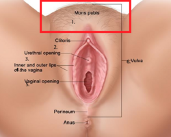Mons-pubis-anatomical-location-in-female-reproductive-system.png