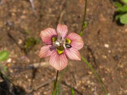 Moraea tricolor.jpg