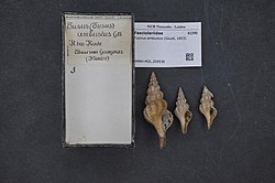 Photograph of three specimens described by Gould in 1853