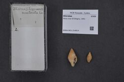 Naturalis Biodiversity Center - RMNH.MOL.216814 - Mitra inca D'Orbigny, 1841 - Mitridae - Mollusc shell.jpeg