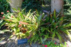 Neoregelia carcharodon - Marie Selby Botanical Gardens - Sarasota, Florida - DSC01728.jpg