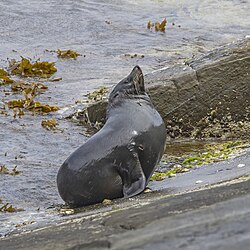 New Zealand fur seal (Arctocephalus forsteri) male Kangaroo Island.jpg